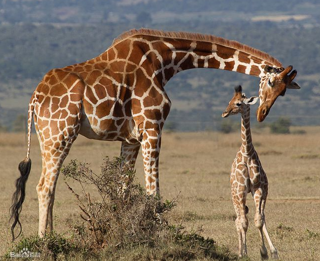 最高的哺乳动物是什么呢