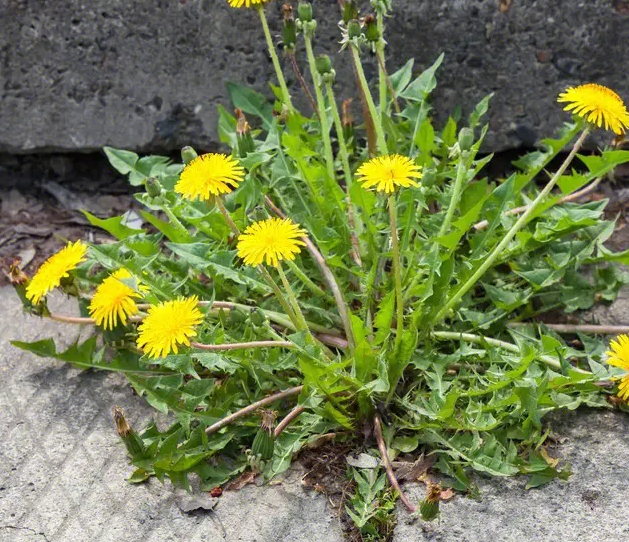 婆婆丁是什么植物