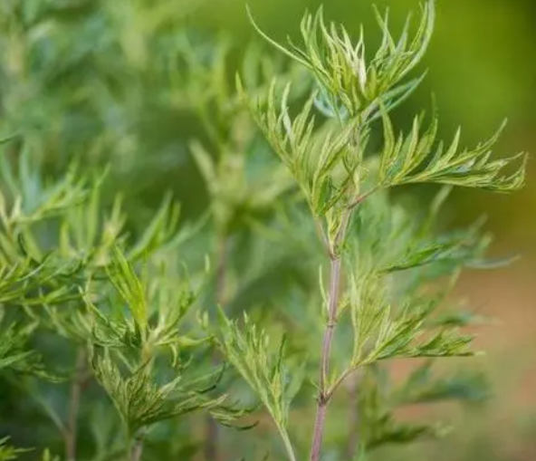 青蒿素从哪里提取出来