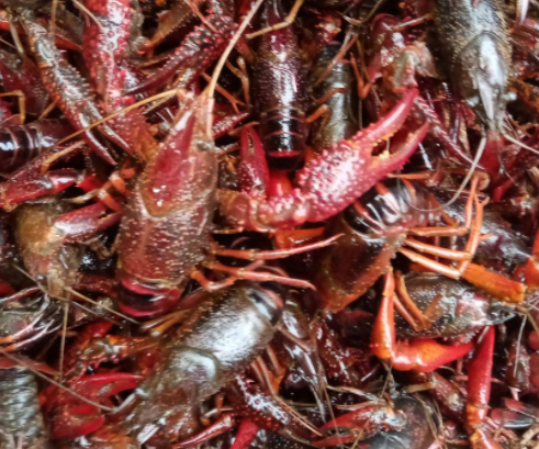 龙虾的来历是什么呢