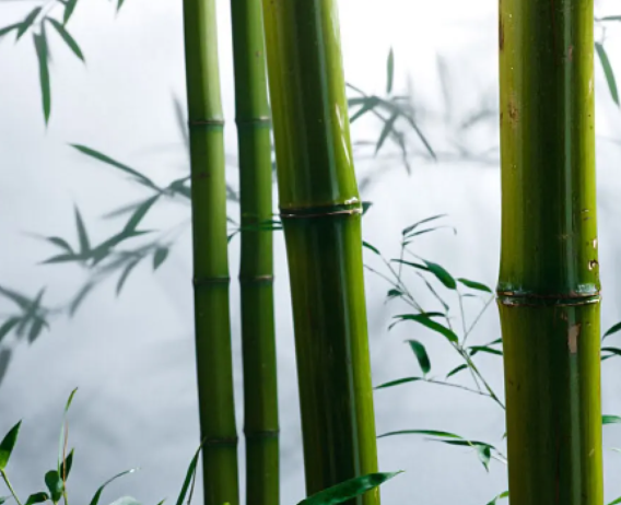 竹子是生长速度最快的植物吗