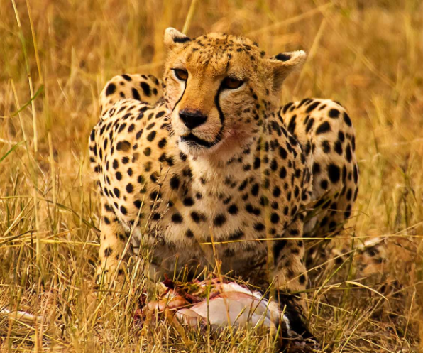 什么动物的瞳孔是长方形的