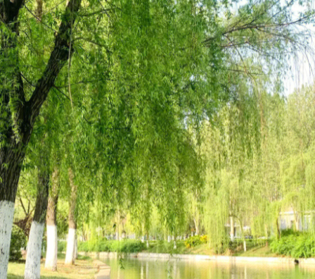 柳树靠什么传播种子的