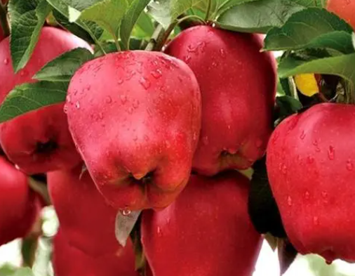 蛇果多少钱一斤