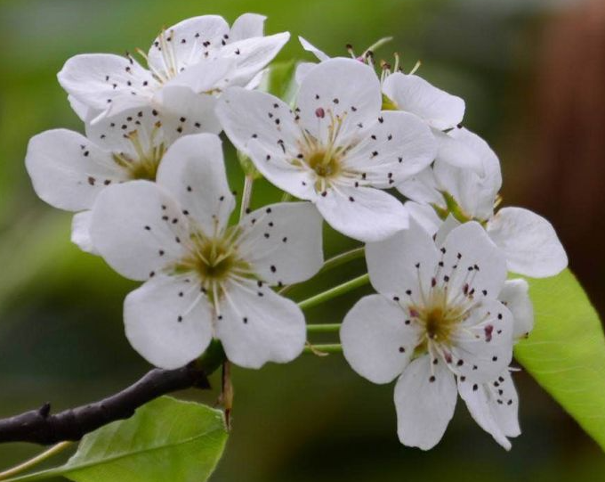 梨花的样子 颜色 气味 形状