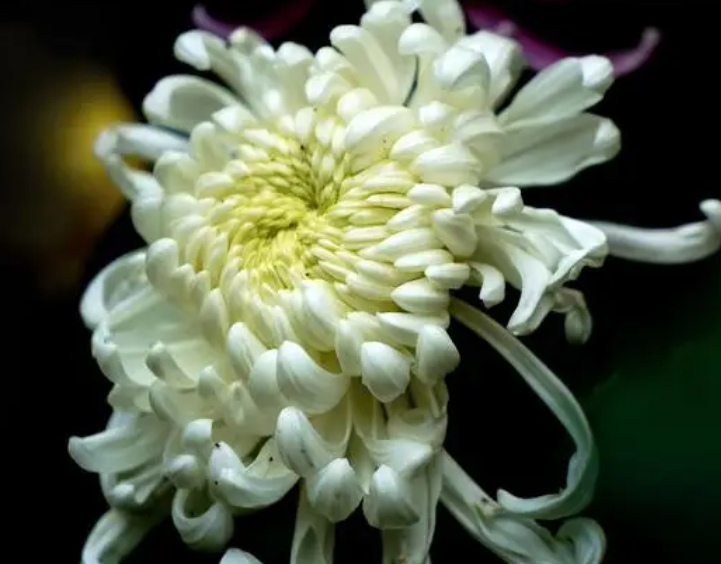 目前我国结婚证上的花是什么花