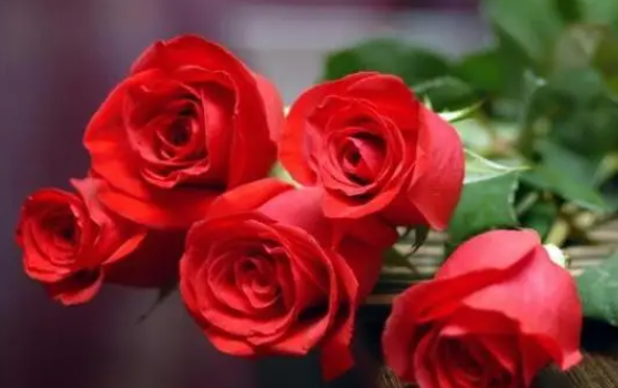 五朵玫瑰代表什么