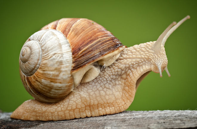 蜗牛有多少颗牙齿