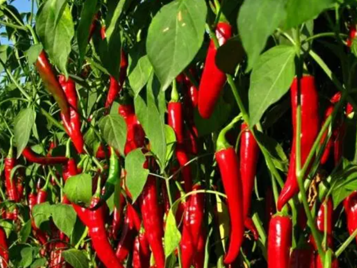 辣椒什么时候传入中国