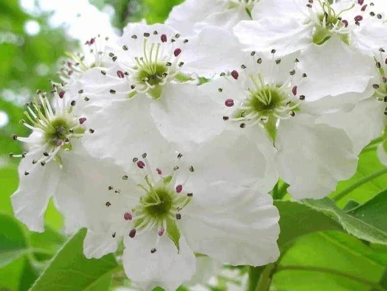 梨花是什么季节开的