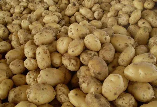 洋芋是什么东西