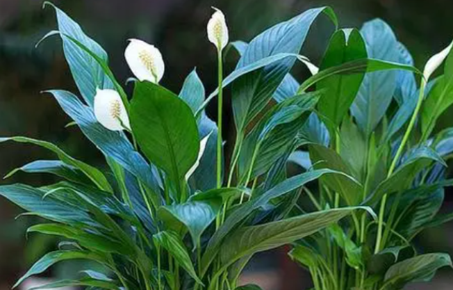 一帆风顺花有毒吗