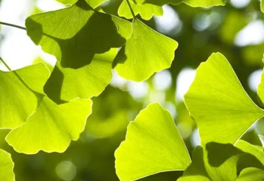 银杏叶子像什么