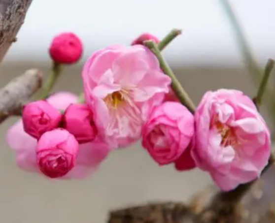 湖北适合种什么花