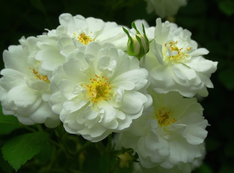 白色蔷薇花的寓意