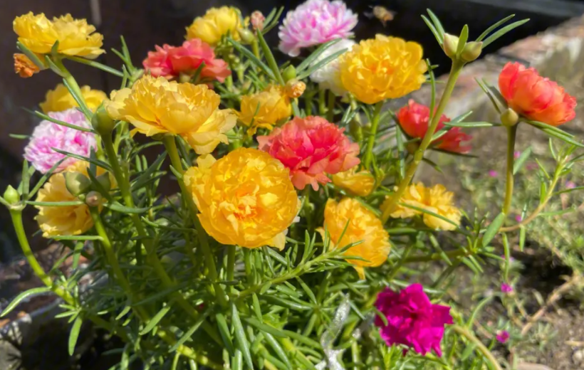 太阳花代表什么