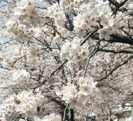 春天的花朵有哪些