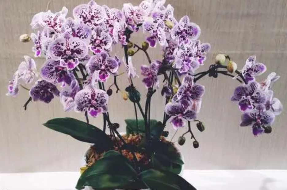 蝴蝶兰开花时间是几点左右