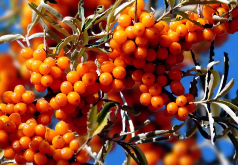 沙棘又叫什么名字