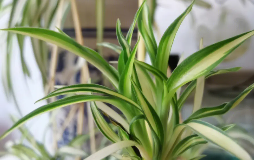 什么植物防辐射