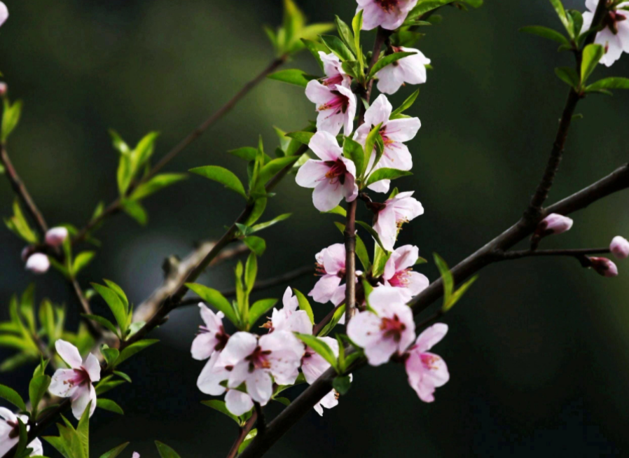 春天开的常见的花