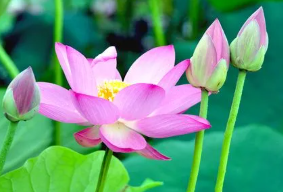 莲花的象征意义