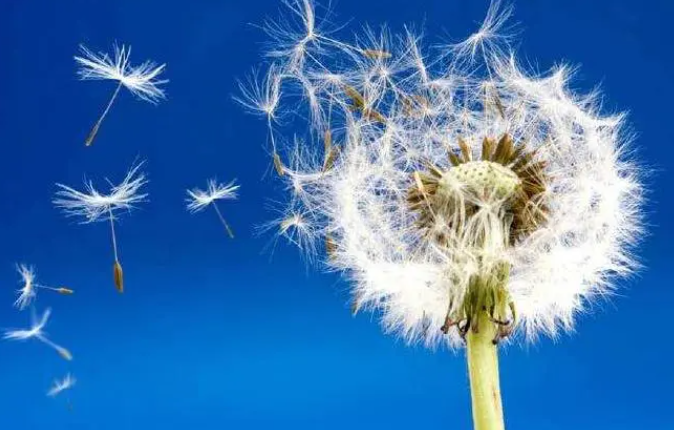 植物是怎么传播种子的