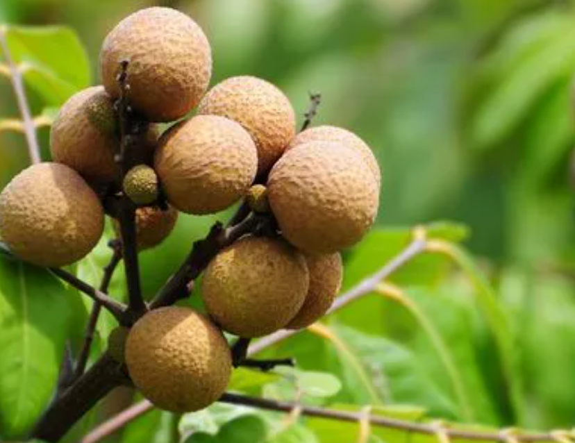 桂圆和龙眼是同一种水果吗