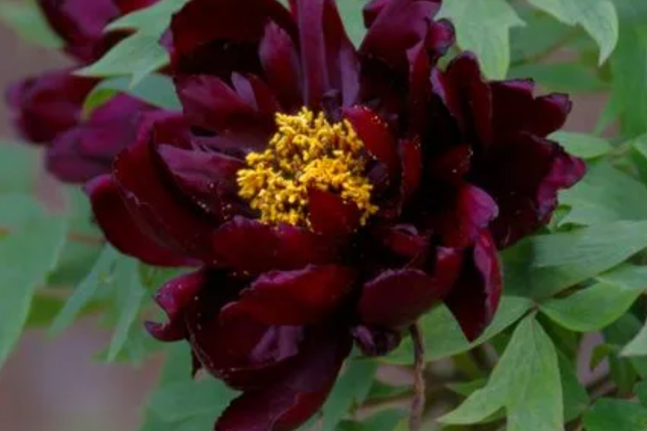 我国结婚证上印的是什么花