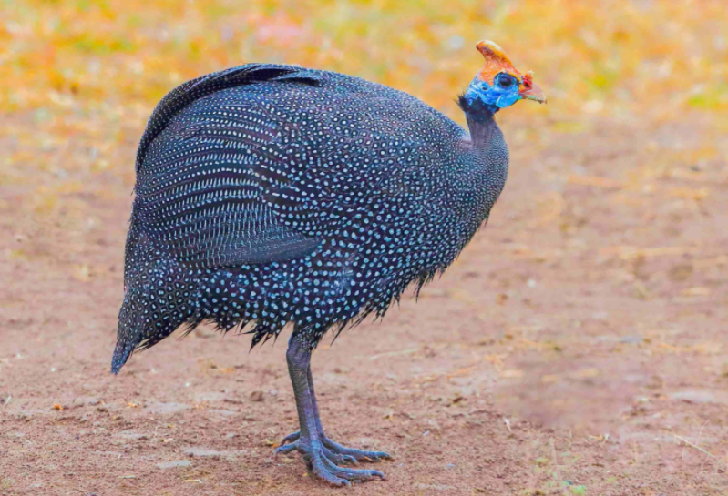 瞳孔长方形的动物