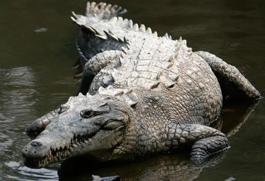 鳄鱼属于哪类动物