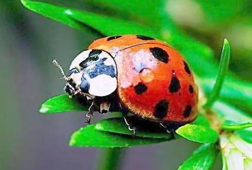 七星瓢虫吃什么