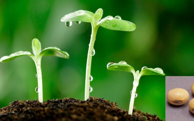 种子萌发的过程