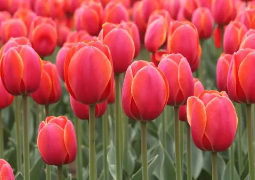 郁金香花语象征与寓意