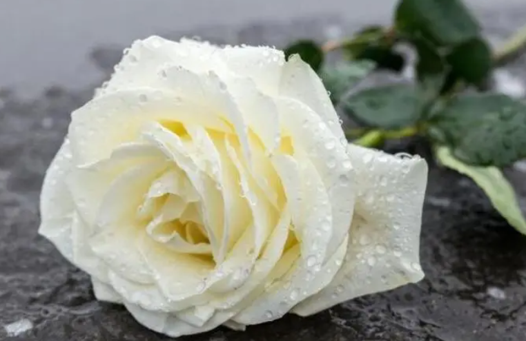 白玫瑰的花语是什么