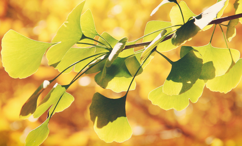 银杏树叶像什么