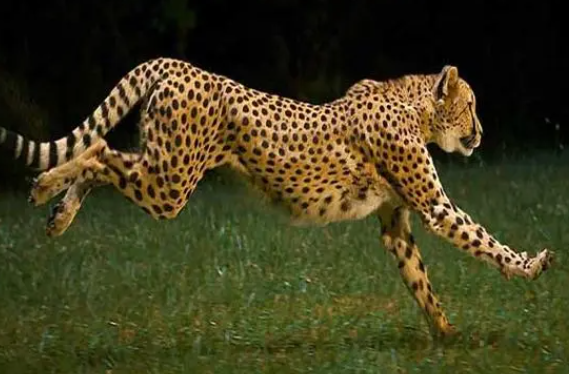 速度最快的动物