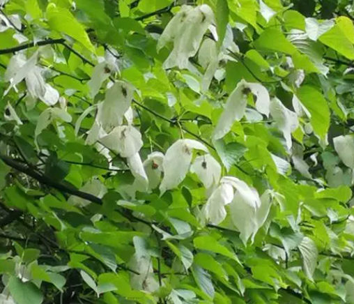 鸽子树指的是什么树