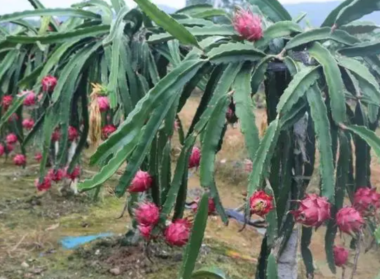 火龙果怎么种植