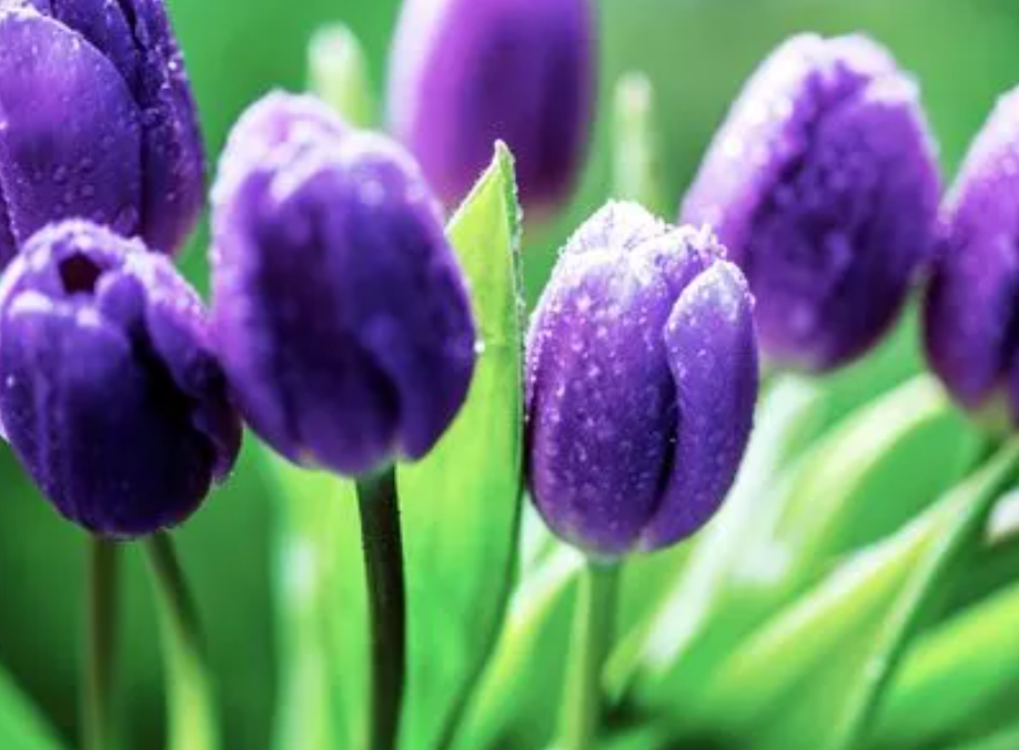 紫色郁金香花语