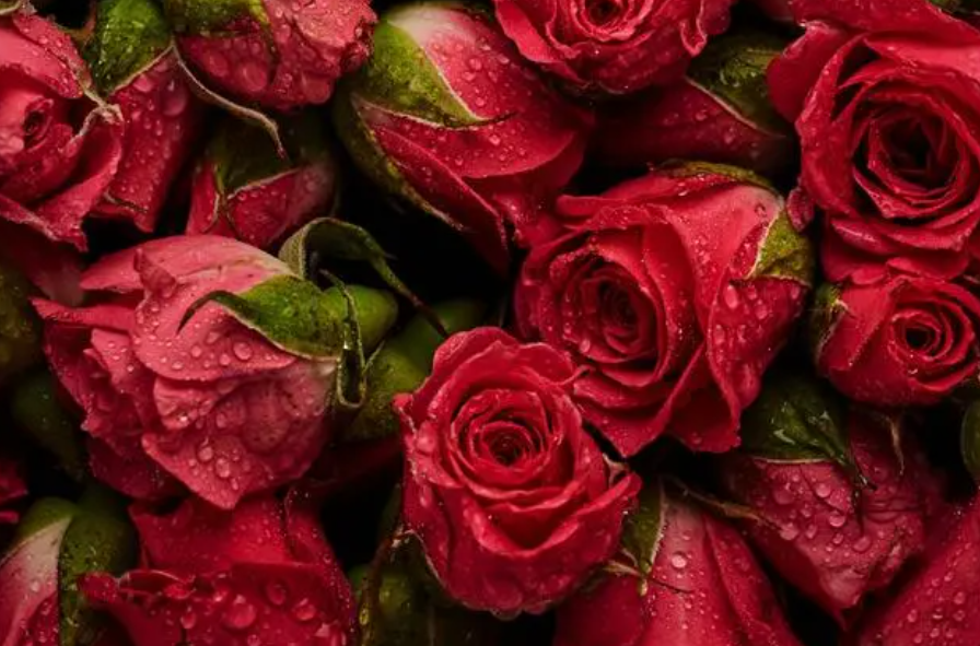 情人节送什么花