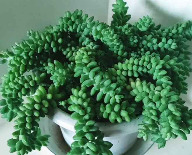 浅盆适合种什么花