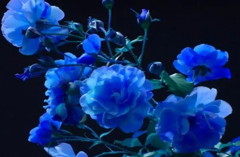 蓝玫瑰代表什么