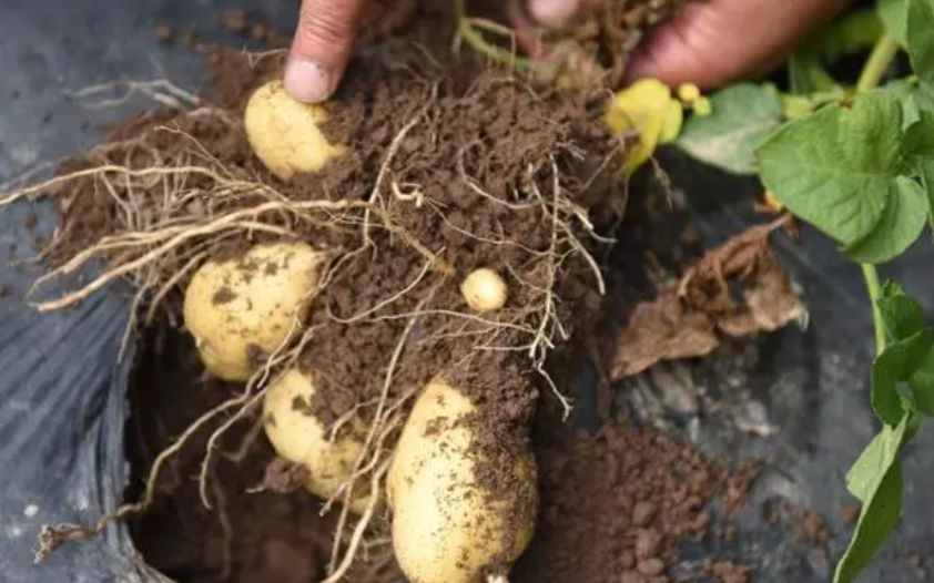 土豆种植技术