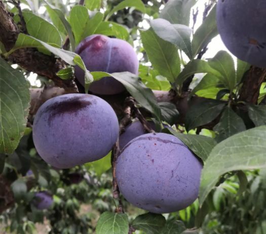 黑布林的营养价值