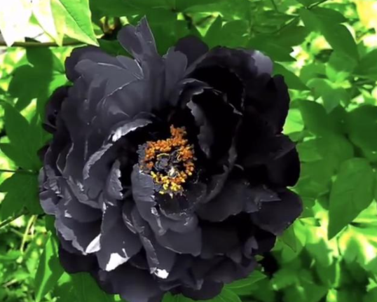 黑牡丹花图片