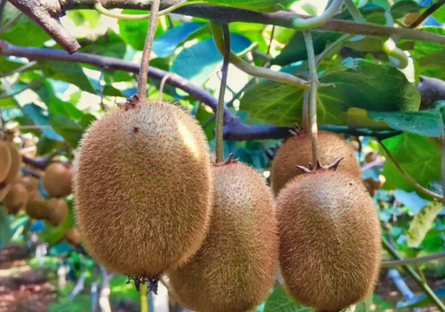 猕猴桃属于什么水果