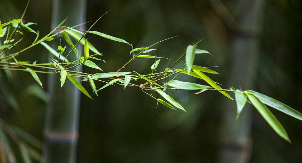 长的最快的植物