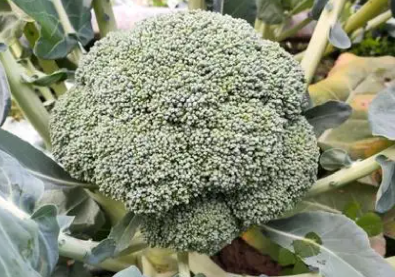 西兰花种植技术