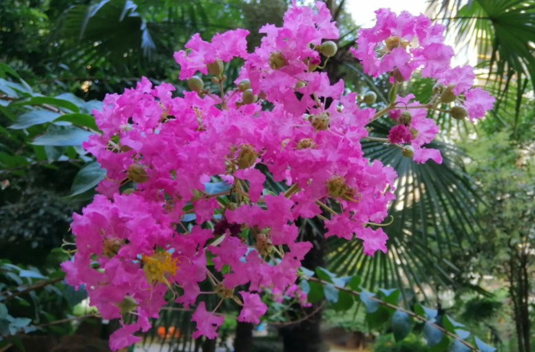 痒痒树是什么植物